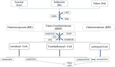 Frontiers Research Progress On Branched Chain Amino Acid